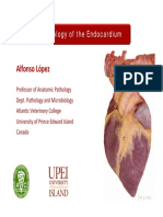 Pathology of the Endocardium