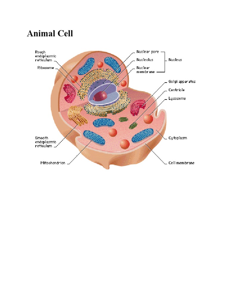 Animal Cell Structure and Functions | PDF | Ribosome | Adenosine ...
