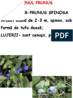 Genul Prunus