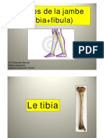 Tibia - Fibula