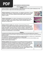 Caracteristicas Microscopicas