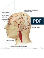 Arteri Scalp