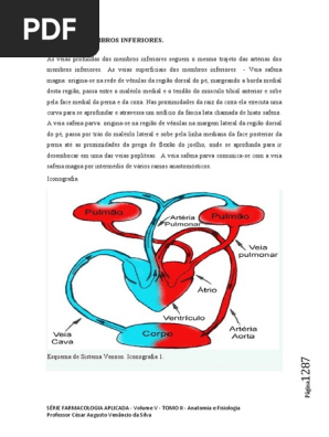 Nota Tecnica Veias Dos Membros Inferiores