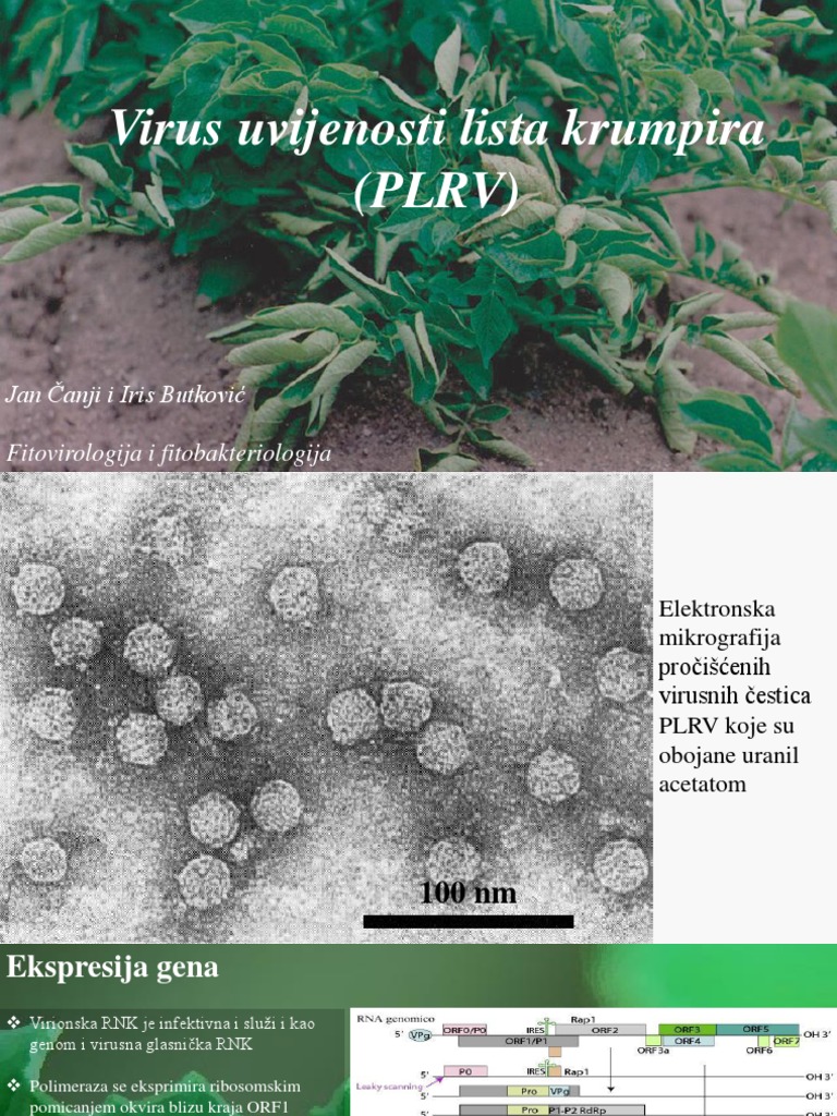 Potato Leaf Roll Virus Ispravljeno PDF