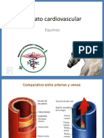 Corazón equino: anatomía, circulación y auscultación