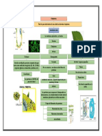 Mapa Citoplasma