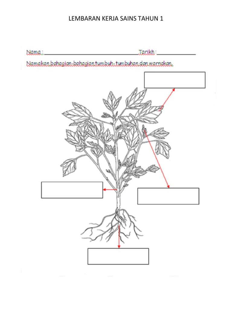 lembaran kerja tahun 1 sains tumbuhan.docx