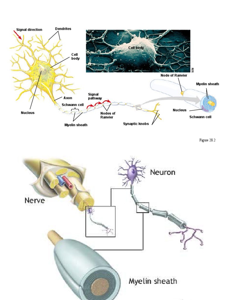 Signal Direction Dendrites | PDF | Myelin | Axon
