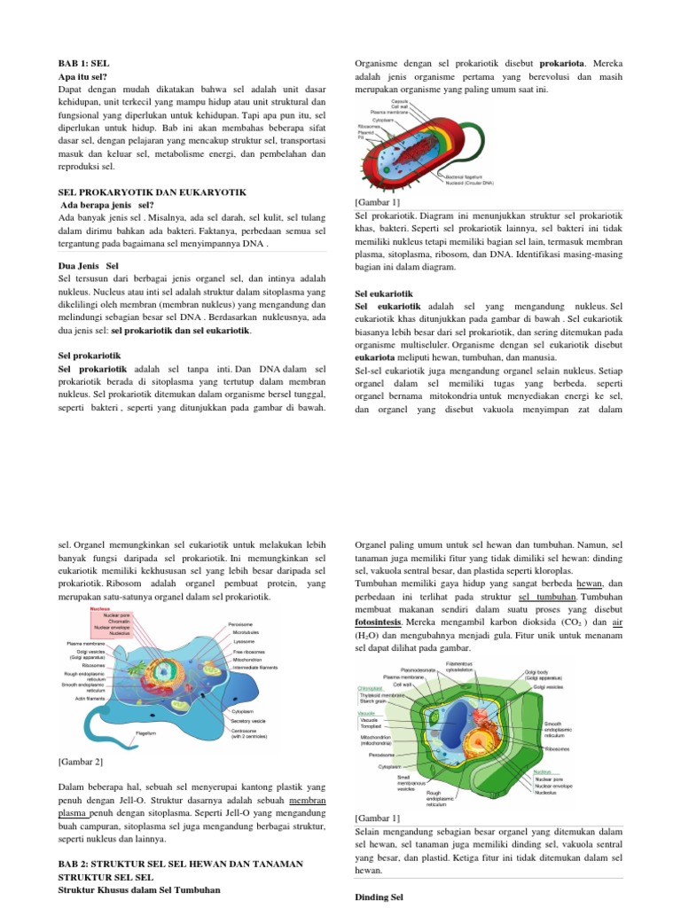 68 Gambar Eukariotik Hewan Dan Tumbuhan Gratis