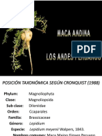 Cultivo de La Maca en El Peru