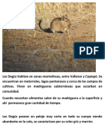 Degu.docx