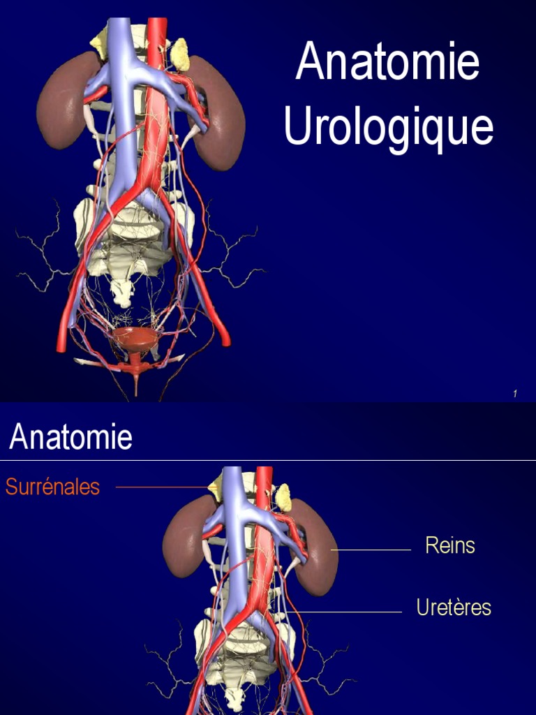 Anatomie des Reins et Appareil Urinaire | PDF | Rein | Appareil urinaire