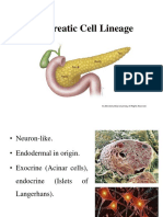 Pancreatic Cell Lineage