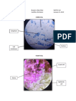 Plant and Cheek Cell