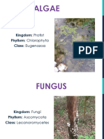 Algae: Kingdom: Protist Phyllum: Chlorophyta Class: Eugenozoa