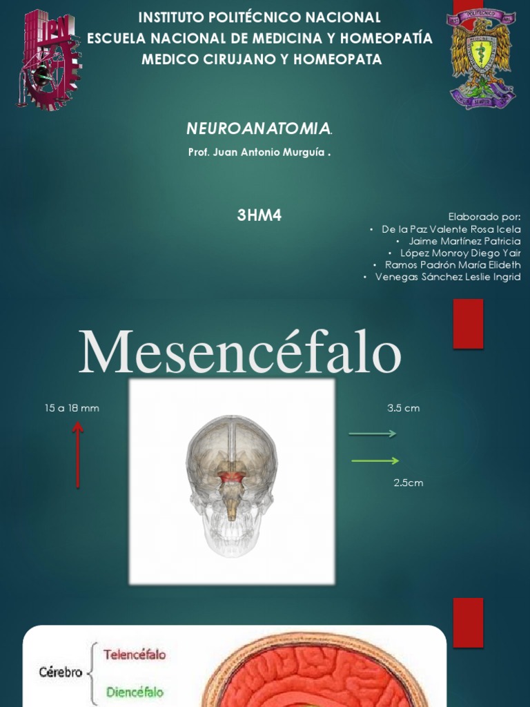 Mesencéfalo | PDF | Tálamo | Neuroanatomía