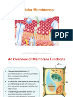 Cell Membrane