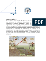 Cadena trófica.docx