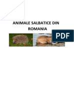Animale Salbatice Din Romania