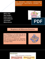 NMD3 CODIFICA UNA PROTEÍNA ESENCIAL ya REQUERIDA PARA 2 a