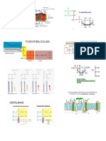fosfolipidos