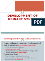 Development of Urogenital System