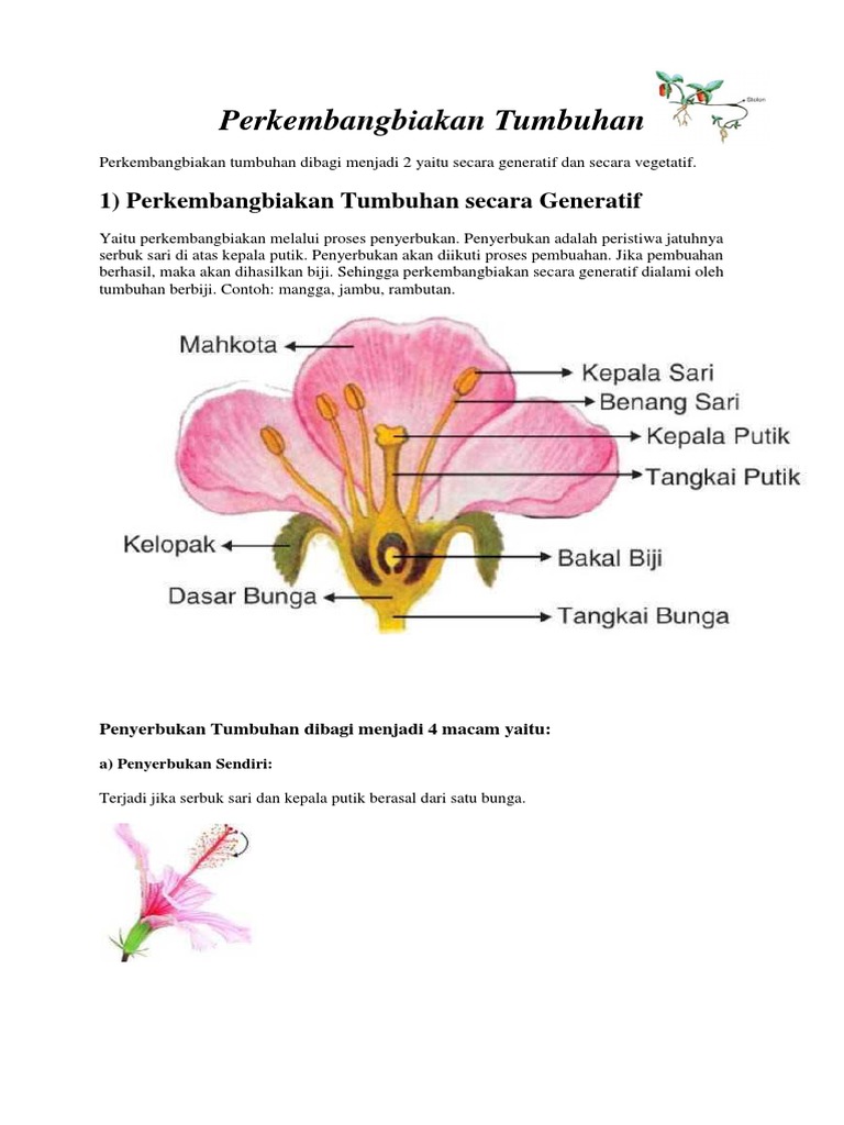 Perkembangbiakan Tumbuhan Vegetatif Bergambar