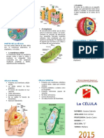 Triptico Celula Biologia