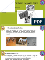 Proceso de Estudio Paleontologico exposicion