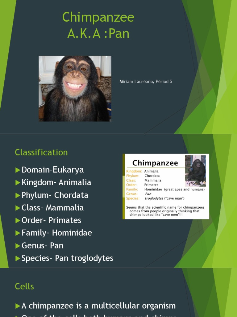 Chimpanzee | PDF | Chimpanzee | Organisms