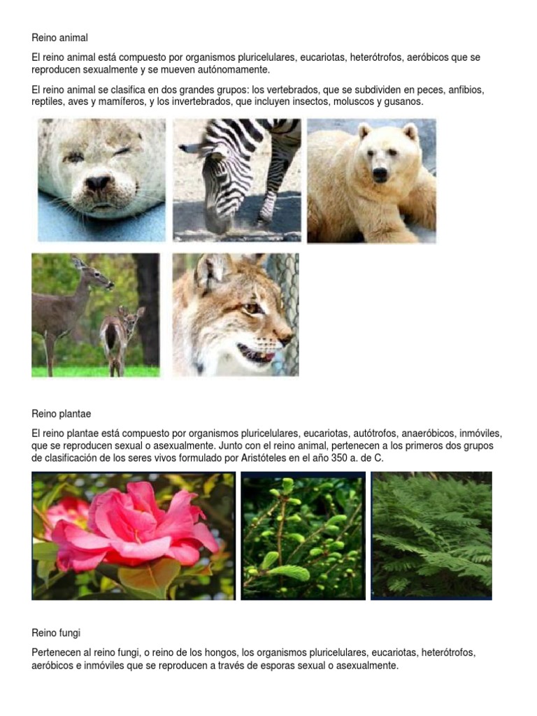 Reino Animal | PDF | Eucariotas | Plantas