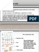 8 Nivoi Organizacije Celija I Homeostaza