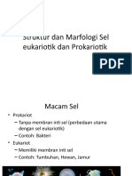 Struktur Dan Marfologi Sel Eukariotik Dan Prokariotik