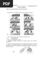 Ficha de Trabalho (Evolucionismo)