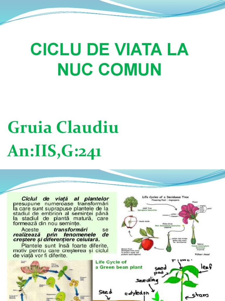 Ciclu De Viata La Nuc Comun
