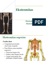 6. Anatomi Tulang-ekstremitas Superior Inferior