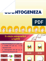 Odontogeneza_2018