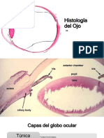 Histología Del Ojo