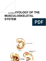 Embryology of Musculoskeletal System