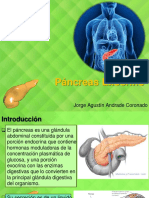 pancreas exocrino