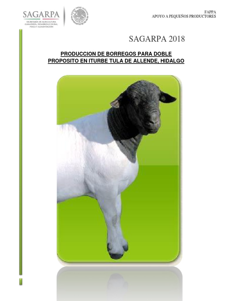 Borregos Tula Colibri | PDF | Oveja | Carne
