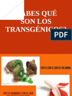 Plantastransgnicasgmocorntransgenic 12841559855104 Phpapp02