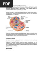 Célula Animal y Vegetal