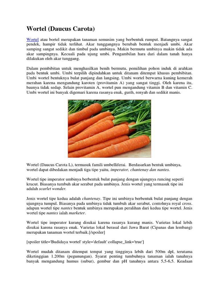 Wortel Daucus Carota