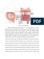 Anatomi Placenta