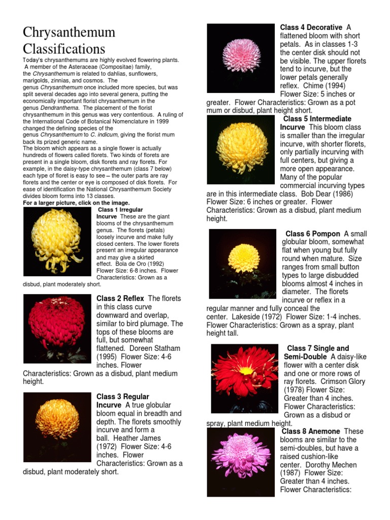 Chrysanthemum Classifications PDF Plant Morphology Garden Plants