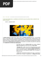 Carência Nutritiva Das Plantas