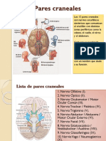 Pares craneales