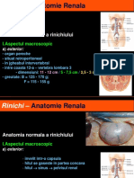 Rinichi – Anatomie Renala.ppt