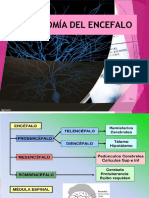 Anatomia de Encéfalo